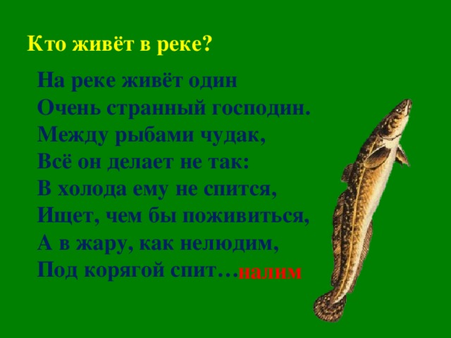 Кто живёт в реке? На реке живёт один Очень странный господин. Между рыбами чудак, Всё он делает не так: В холода ему не спится, Ищет, чем бы поживиться, А в жару, как нелюдим, Под корягой спит…    налим