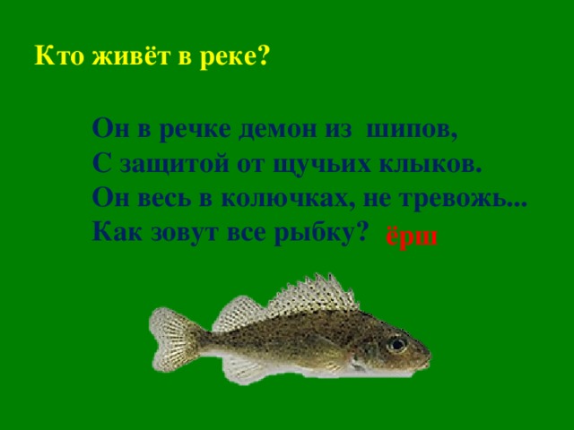 Кто живёт в реке? Он в речке демон из шипов, С защитой от щучьих клыков. Он весь в колючках, не тревожь... Как зовут все рыбку?    ёрш