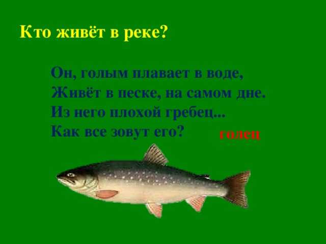 Кто живёт в реке? Он, голым плавает в воде, Живёт в песке, на самом дне. Из него плохой гребец... Как все зовут его?    голец