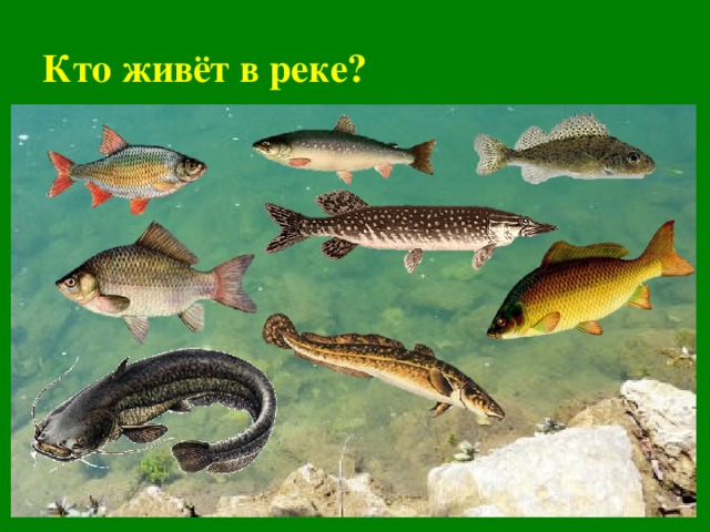 Кто живёт в реке?