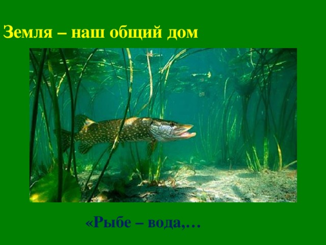 Земля – наш общий дом «Рыбе – вода,…