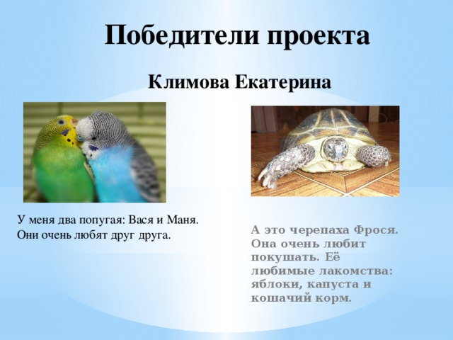 Победители проекта Климова Екатерина А это черепаха Фрося. Она очень любит покушать. Её любимые лакомства: яблоки, капуста и кошачий корм. У меня два попугая: Вася и Маня. Они очень любят друг друга.