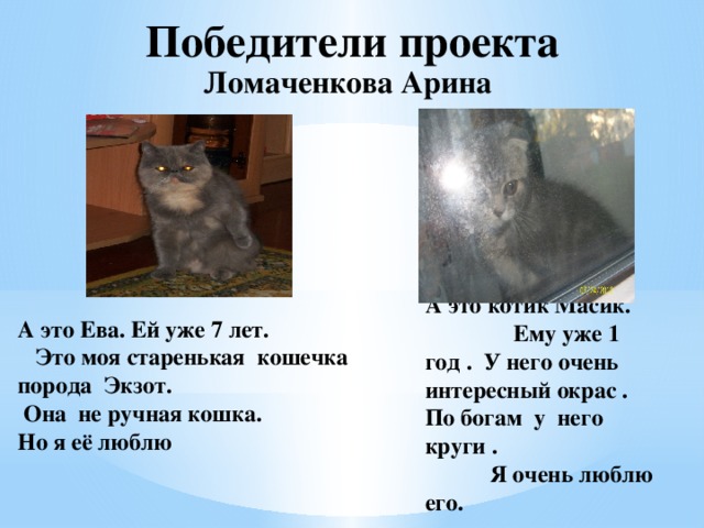 Победители проекта Ломаченкова Арина А это Ева. Ей уже 7 лет. Это моя старенькая кошечка порода Экзот. Она не ручная кошка. Но я её люблю  А это котик Масик. Ему уже 1 год . У него очень интересный окрас . По богам у него круги . Я очень люблю его.