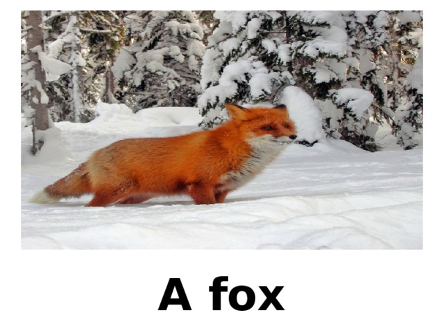 A fox