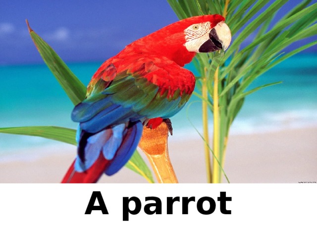 A parrot
