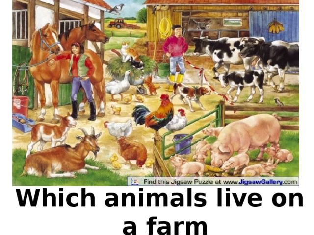 Which animals live on a farm