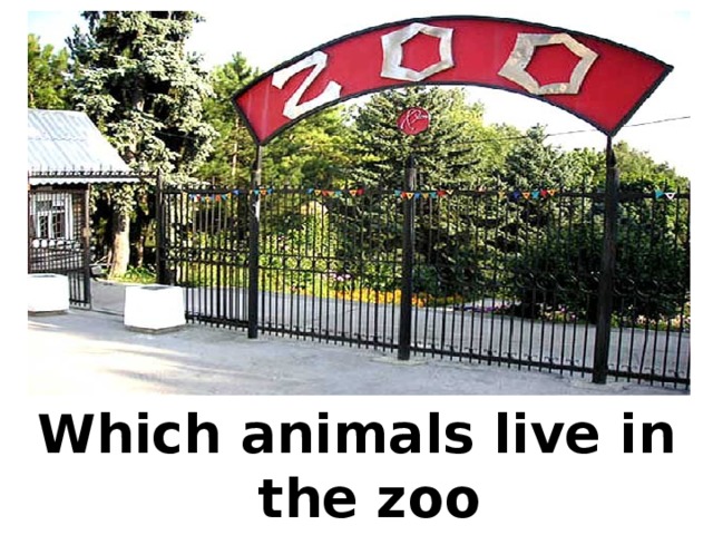 Which animals live in the zoo