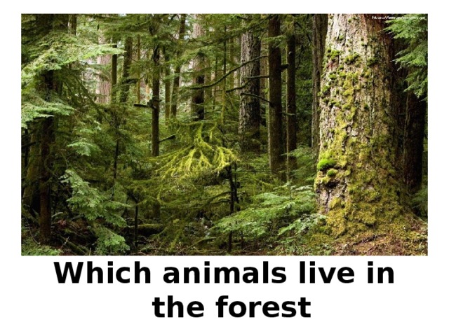 Which animals live in the forest