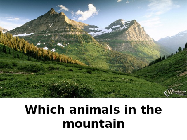 Which animals in the mountain
