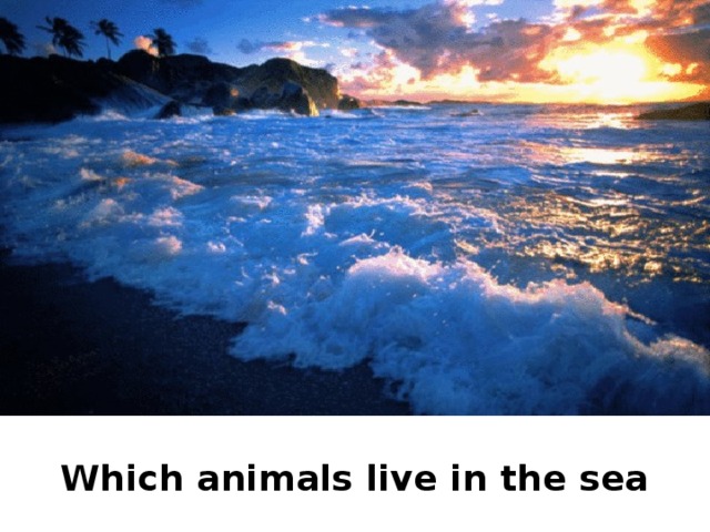 Which animals live in the sea