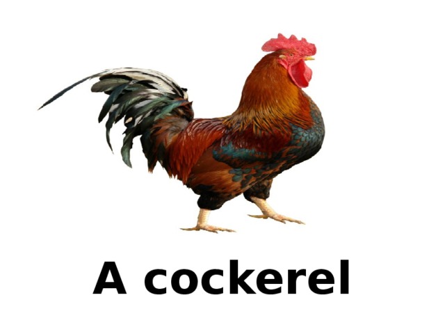 A cockerel