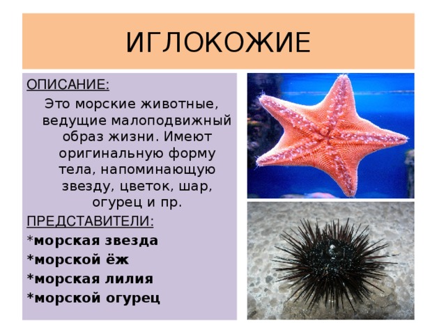 ИГЛОКОЖИЕ ОПИСАНИЕ:  Это морские животные, ведущие малоподвижный образ жизни. Имеют оригинальную форму тела, напоминающую звезду, цветок, шар, огурец и пр. ПРЕДСТАВИТЕЛИ: * морская звезда *морской ёж *морская лилия *морской огурец