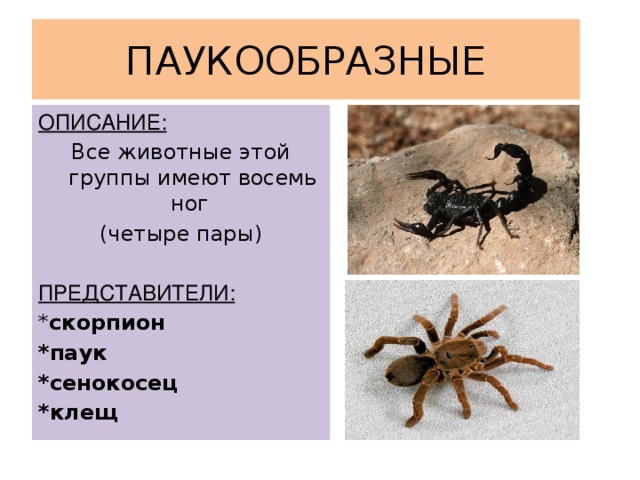 ПАУКООБРАЗНЫЕ ОПИСАНИЕ: Все животные этой группы имеют восемь ног (четыре пары) ПРЕДСТАВИТЕЛИ: * скорпион *паук *сенокосец *клещ