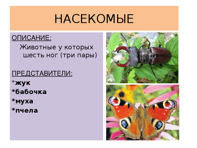 НАСЕКОМЫЕ ОПИСАНИЕ: Животные у которых шесть ног (три пары) ПРЕДСТАВИТЕЛИ: * жук *бабочка *муха *пчела
