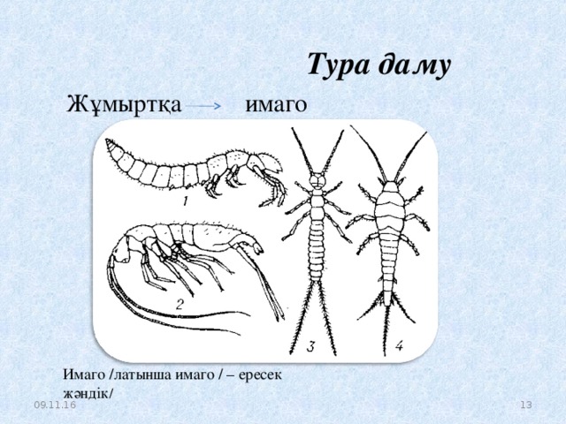 Жануарлардағы онтогенездің тура және жанама типтері презентация