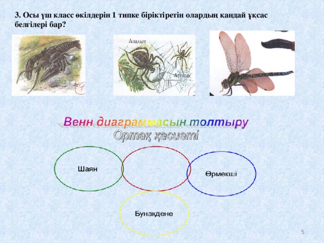 3. Осы үш класс өкілдерін 1 типке біріктіретін олардың қандай ұқсас белгілері бар?