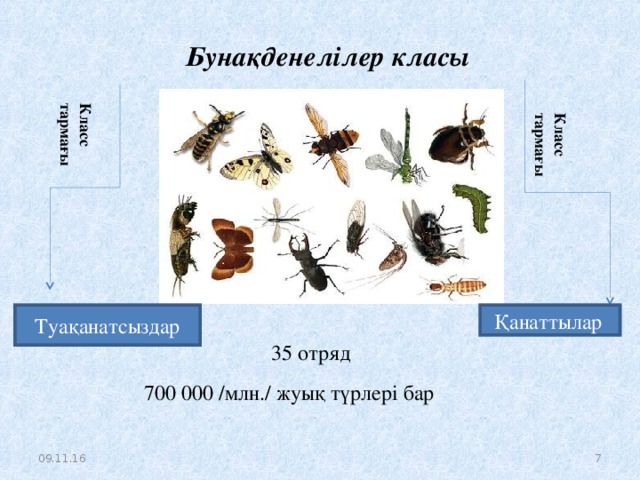 Бунақденелілер класы Класс тармағы Класс тармағы Туақанатсыздар Қанаттылар  35 отряд  700 000 /млн./ жуық түрлері бар 09.11.16