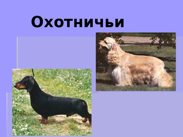 Охотничьи