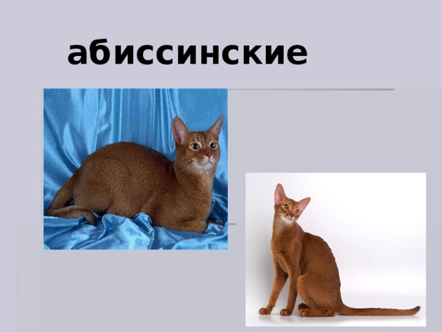 абиссинские