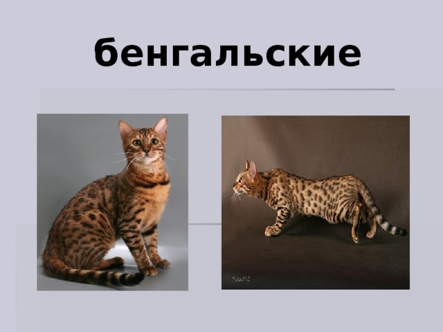 бенгальские