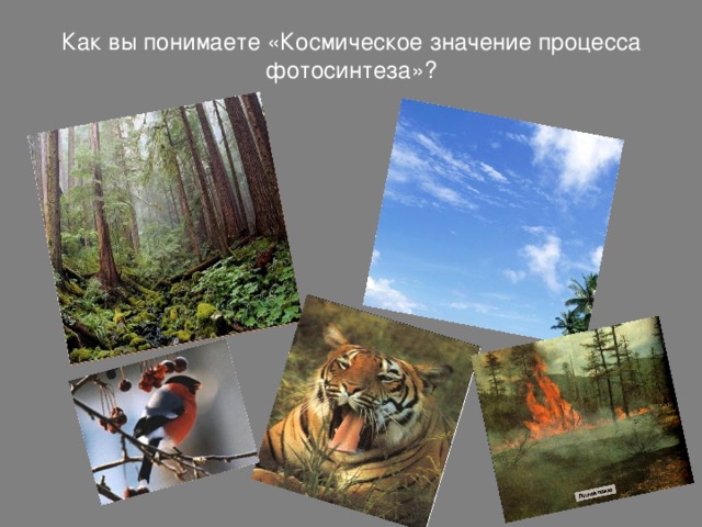 Как вы понимаете «Космическое значение процесса фотосинтеза»?