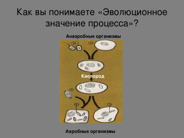 Как вы понимаете «Эволюционное значение процесса»? Анаэробные организмы Кислород Аэробные организмы