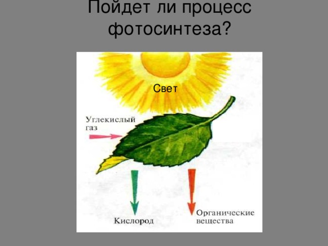 Нужен ли свет при фотосинтезе. Воздушное питание растений фотосинтез схема. Воздушное питание фотосинтез 6 класс. Биология 6 класс воздушное питание фотосинтез. Воздушное питание растений фотосинтез 6.