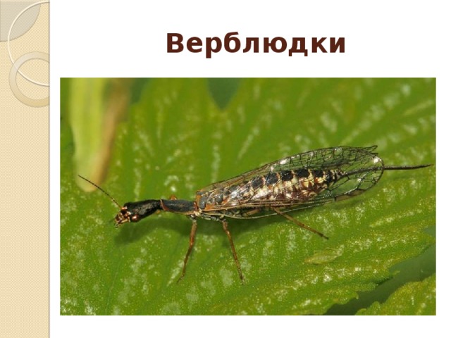 Верблюдки