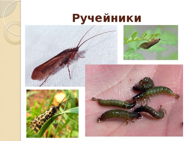 Ручейники