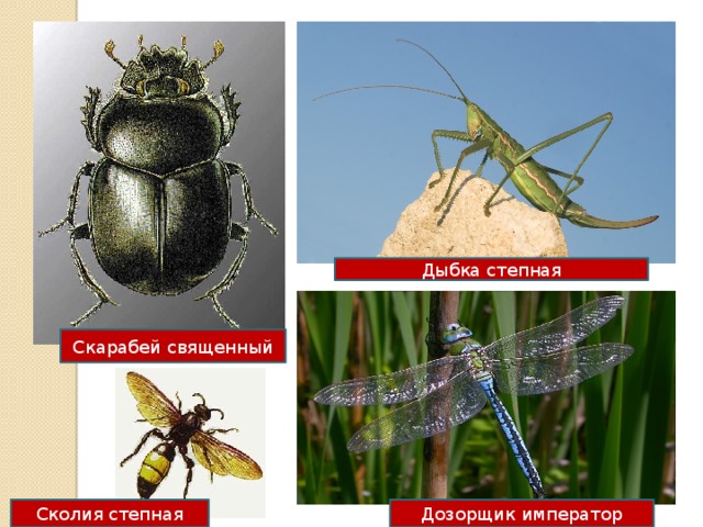 Дыбка степная Скарабей священный Дозорщик император Сколия степная