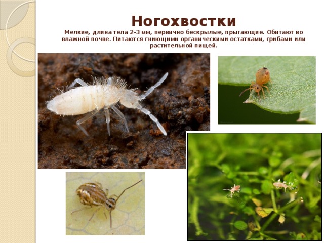 Ногохвостки  Мелкие, длина тела 2-3 мм, первично бескрылые, прыгающие. Обитают во влажной почве. Питаются гниющими органическими остатками, грибами или растительной пищей.