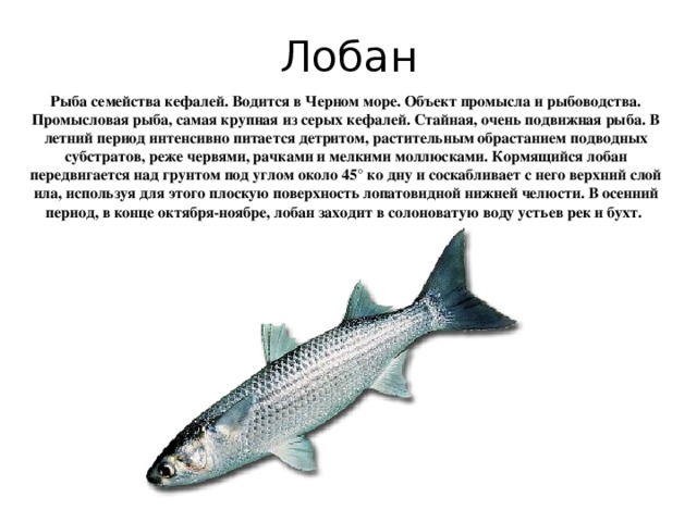 Лобан Рыба семейства кефалей. Водится в Черном море. Объект промысла и рыбоводства. Промысловая рыба, самая крупная из серых кефалей. Стайная, очень подвижная рыба. В летний период интенсивно питается детритом, растительным обрастанием подводных субстратов, реже червями, рачками и мелкими моллюсками. Кормящийся лобан передвигается над грунтом под углом около 45° ко дну и соскабливает с него верхний слой ила, используя для этого плоскую поверхность лопатовидной нижней челюсти. В осенний период, в конце октября-ноябре, лобан заходит в солоноватую воду устьев рек и бухт.