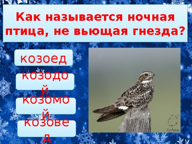 Как называется ночная птица, не вьющая гнезда? козоед козодой козомой козовед