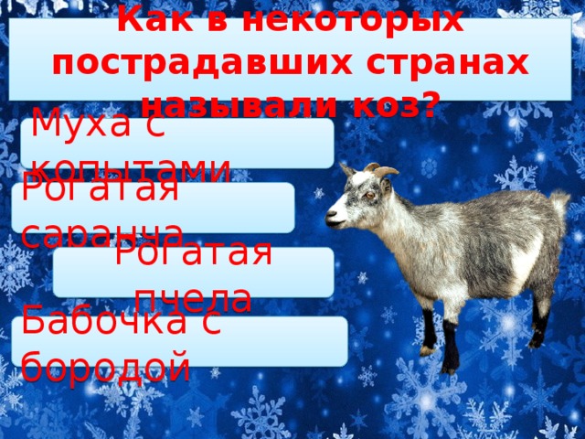 Как в некоторых пострадавших странах называли коз?   Муха с копытами Рогатая саранча Рогатая пчела Бабочка с бородой