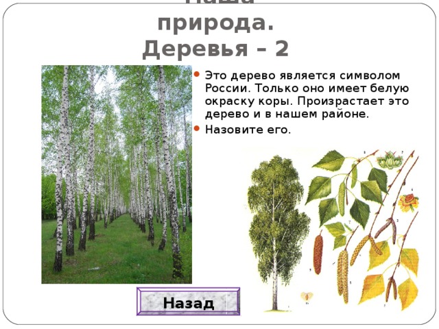 Наша природа.  Деревья – 2 Это дерево является символом России. Только оно имеет белую окраску коры. Произрастает это дерево и в нашем районе. Назовите его. Назад