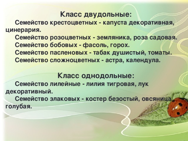 Класс двудольные:  Семейство крестоцветных - капуста декоративная, цинерария.  Семейство розоцветных - земляника, роза садовая.  Семейство бобовых - фасоль, горох.  Семейство пасленовых - табак душистый, томаты.  Семейство сложноцветных - астра, календула.  Класс однодольные:  Семейство лилейные - лилия тигровая, лук декоративный.  Семейство злаковых - костер безостый, овсяница голубая.