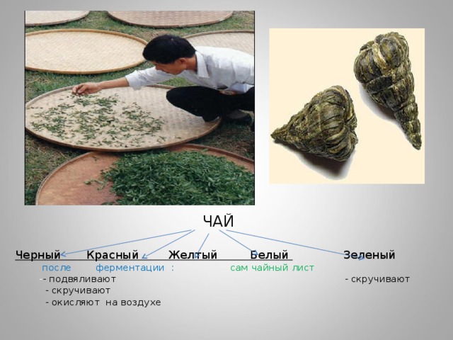 ЧАЙ Черный Красный Желтый Белый Зеленый   после ферментации :     сам чайный лист  ЧАЙ  Черный Красный Желтый Белый Зеленый   после ферментации :     сам чайный лист  ЧАЙ  Черный Красный Желтый Белый Зеленый   после ферментации :     сам чайный лист  ЧАЙ  Черный Красный Желтый Белый Зеленый   после ферментации :     сам чайный лист  ЧАЙ  Черный Красный Желтый Белый Зеленый   после ферментации :     сам чайный лист   - - подвяливают - скручивают   - - подвяливают - скручивают   - - подвяливают - скручивают   - - подвяливают - скручивают   - - подвяливают - скручивают  - скручивают  - окисляют на воздухе