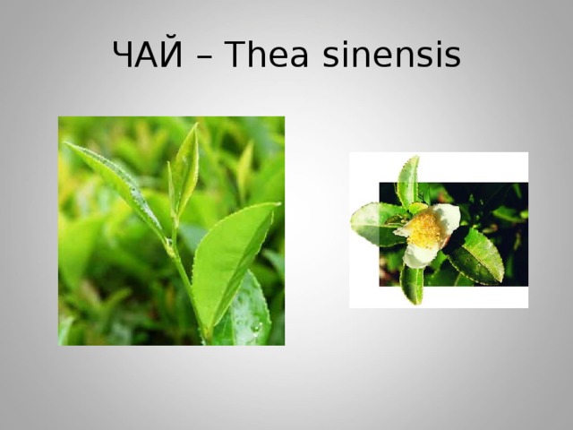 ЧАЙ – Thea sinensis