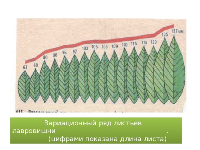 Вариационный ряд листьев лавровишни . (цифрами показана длина листа)
