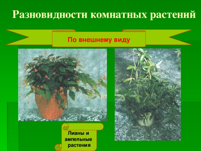Разновидности комнатных растений По внешнему виду Лианы и ампельные растения