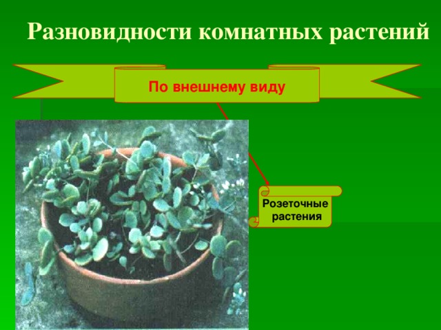 Разновидности комнатных растений По внешнему виду Розеточные  растения