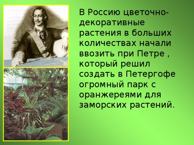 В Россию цветочно-декоративные растения в больших количествах начали ввозить при Петре , который решил создать в Петергофе огромный парк с оранжереями для заморских растений.