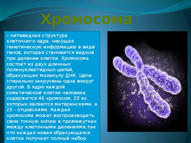 Хромосома – нитевидная структура клеточного ядра, несущая генетическую информацию в виде генов, которая становится видной при делении клетки. Хромосома состоит из двух длинных полинуклеатидных цепей, образующих молекулу ДНК. Цепи спирально закручены одна вокруг другой. В ядре каждой соматической клетки человека содержится 46 хромосом, 23 из которых являются материнскими, а 23 - отцовскими. Каждая хромосома может воспроизводить свою точную копию в промежутках между клеточными делениями,так что каждая новая образующаяся клетка получает полный набор хромосом.