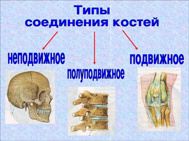 Правильное соединение костей. Неподвижный Тип соединения костей. Биология 8 кл.соединение костей. Типы соединения костей схема. Неподвижное соединение костей.