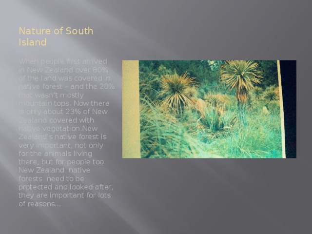 Nature of South Island When people first arrived in New Zealand over 80% of the land was covered in native forest – and the 20% that wasn’t mostly mountain tops. Now there is only about 23% of New Zealand covered with native vegetation.New Zealand's native forest is very important, not only for the animals living there, but for people too. New Zealand native forests need to be protected and looked after, they are important for lots of reasons…