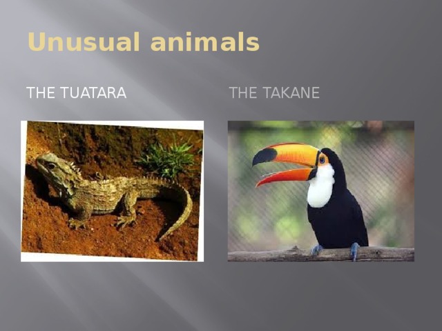 Unusual animals The tuatara The takane