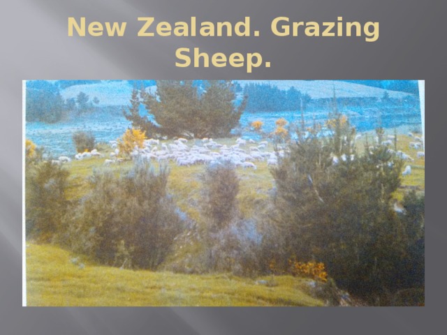 New Zealand. Grazing Sheep.