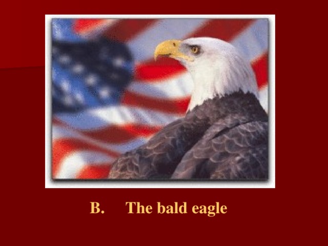 B.  The bald eagle