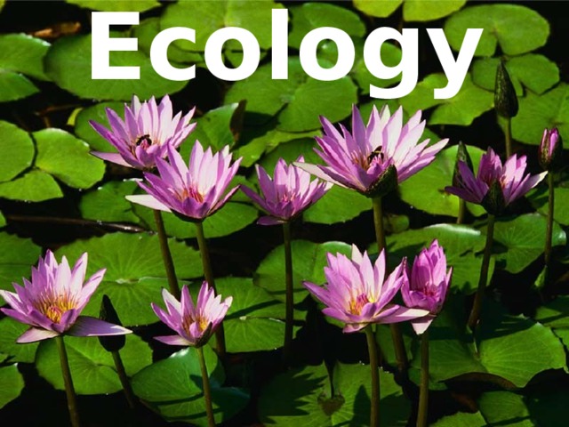 Ecology