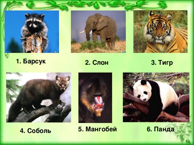 1. Барсук  2. Слон  3. Тигр  5. Мангобей  6. Панда  4. Соболь